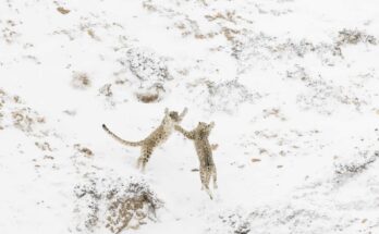 two snow leopards jumping on each other in the snow