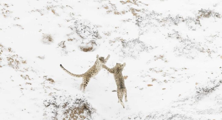 two snow leopards jumping on each other in the snow