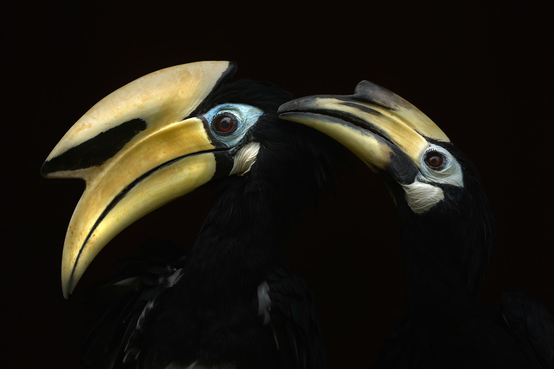 the beaks of birds