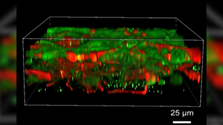 Red and green, reconstructed 3D view of brain cells printed under a microscope showing different tissue sections against a black background with a scale in the lower right corner of the image showing the -25 micrometers.