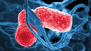 Two rod-shaped red bacterial cells surrounded by blue lines