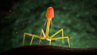 A picture of a bacteriophage, a type of virus that infects bacteria