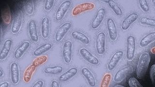 A picture showing rod-shaped bacteria on a purple background. A few bacteria are red in color, while others are bright purple.