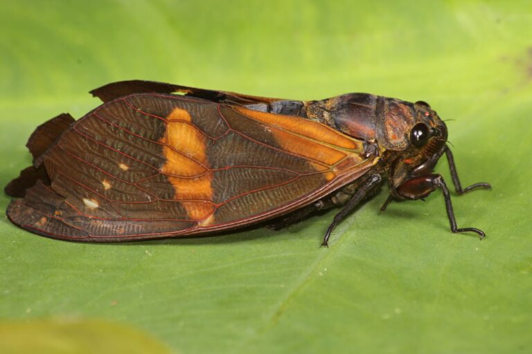 Becquartina bicolor sitting on a leaf in Balpakram National Park in the South Garo Hills of Meghalaya. This was the first individual of this species seen by Sarkar in 2017. The cicada's wings were damaged when it was caught by a bat. Photo by Vivek Sarkar.