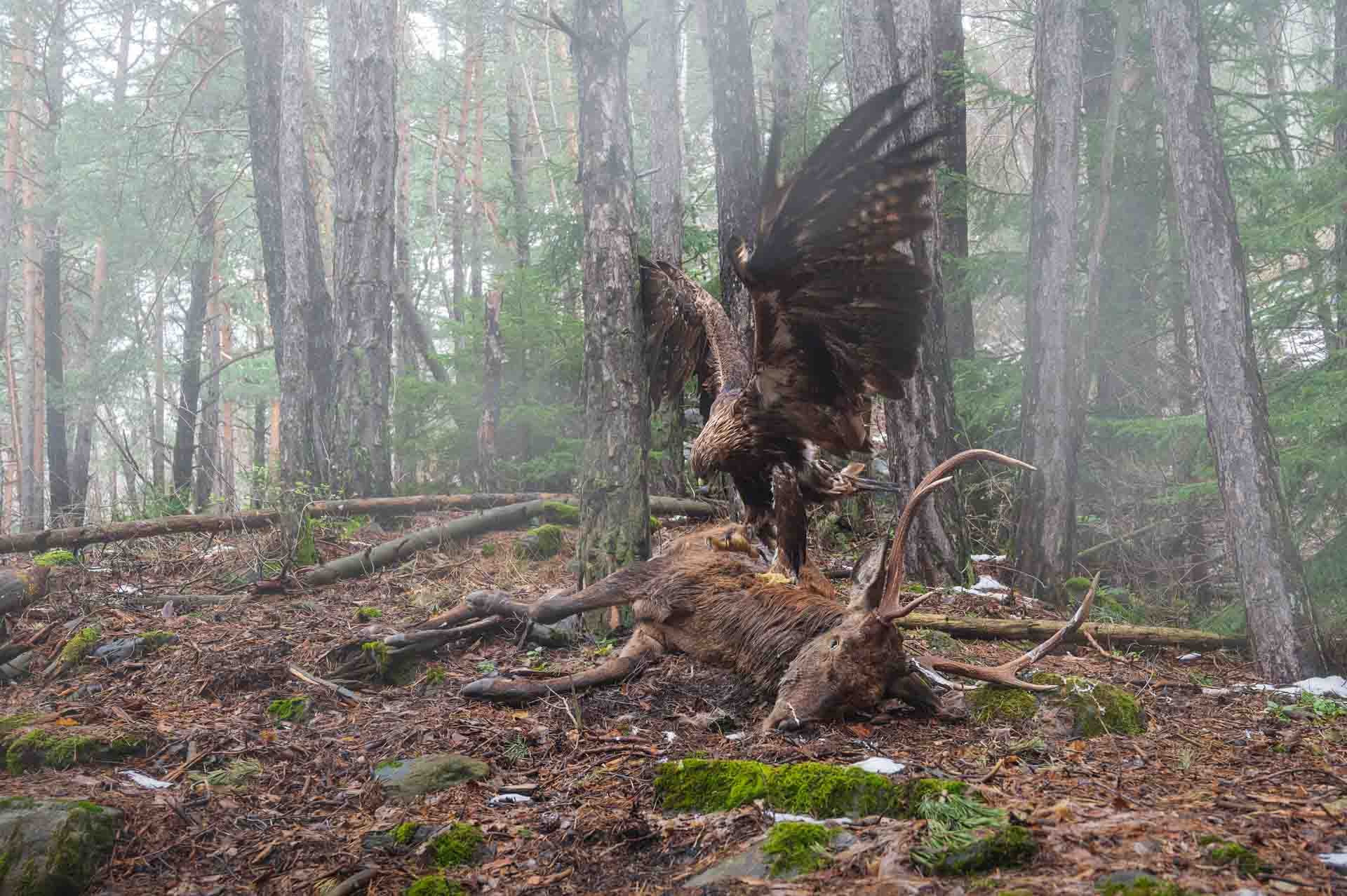 a golden eagle pecks at a deer carcass