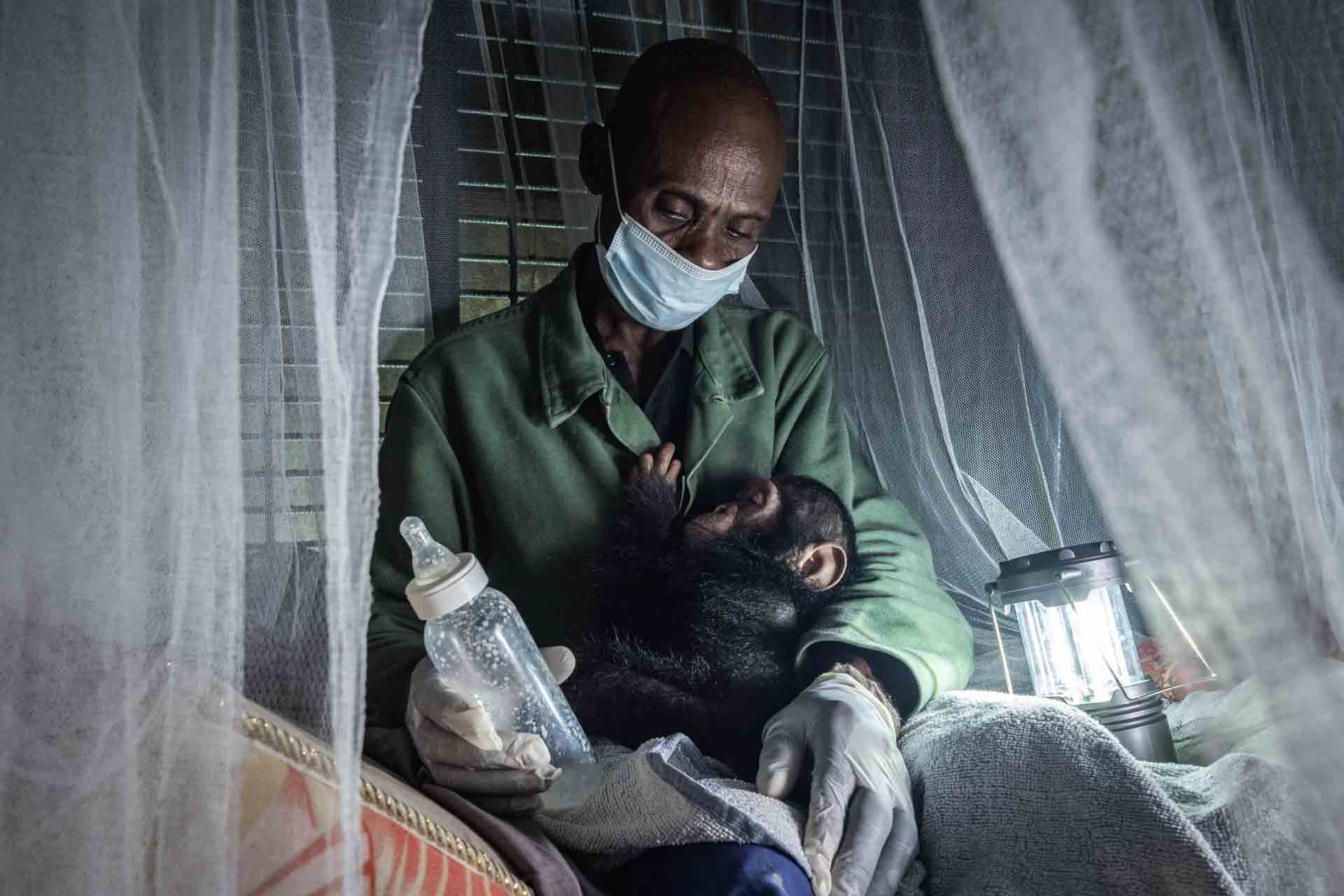 the man holding the bottle hugs the baby chimpanzee