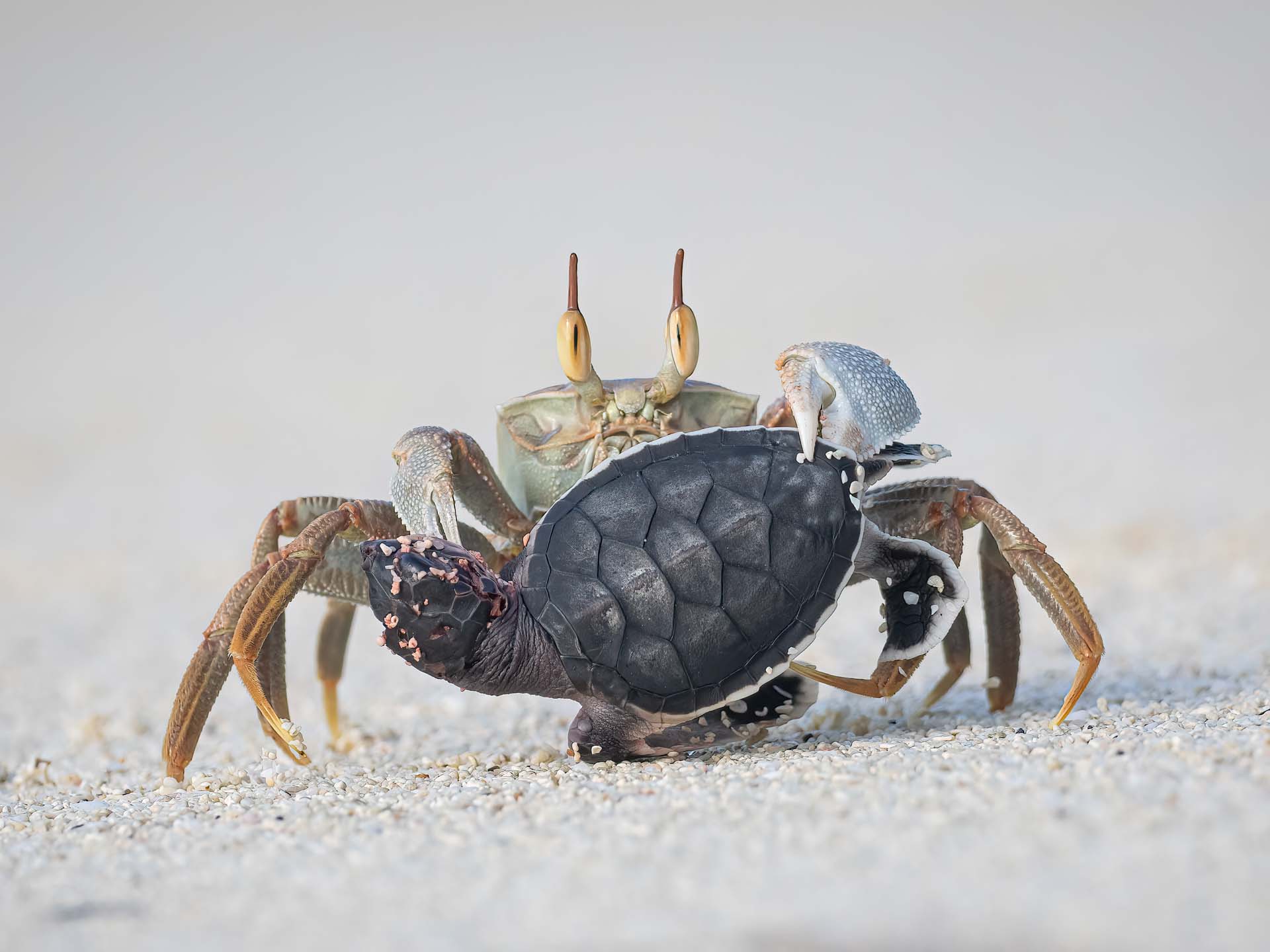 a ghost star holding a baby sea turtle