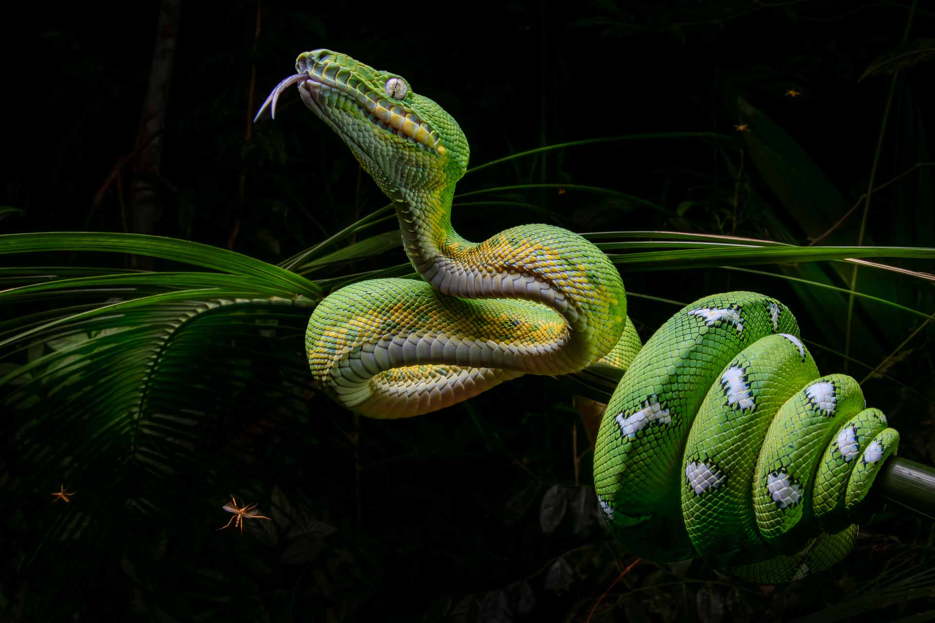 a green snake wrapped around a stick