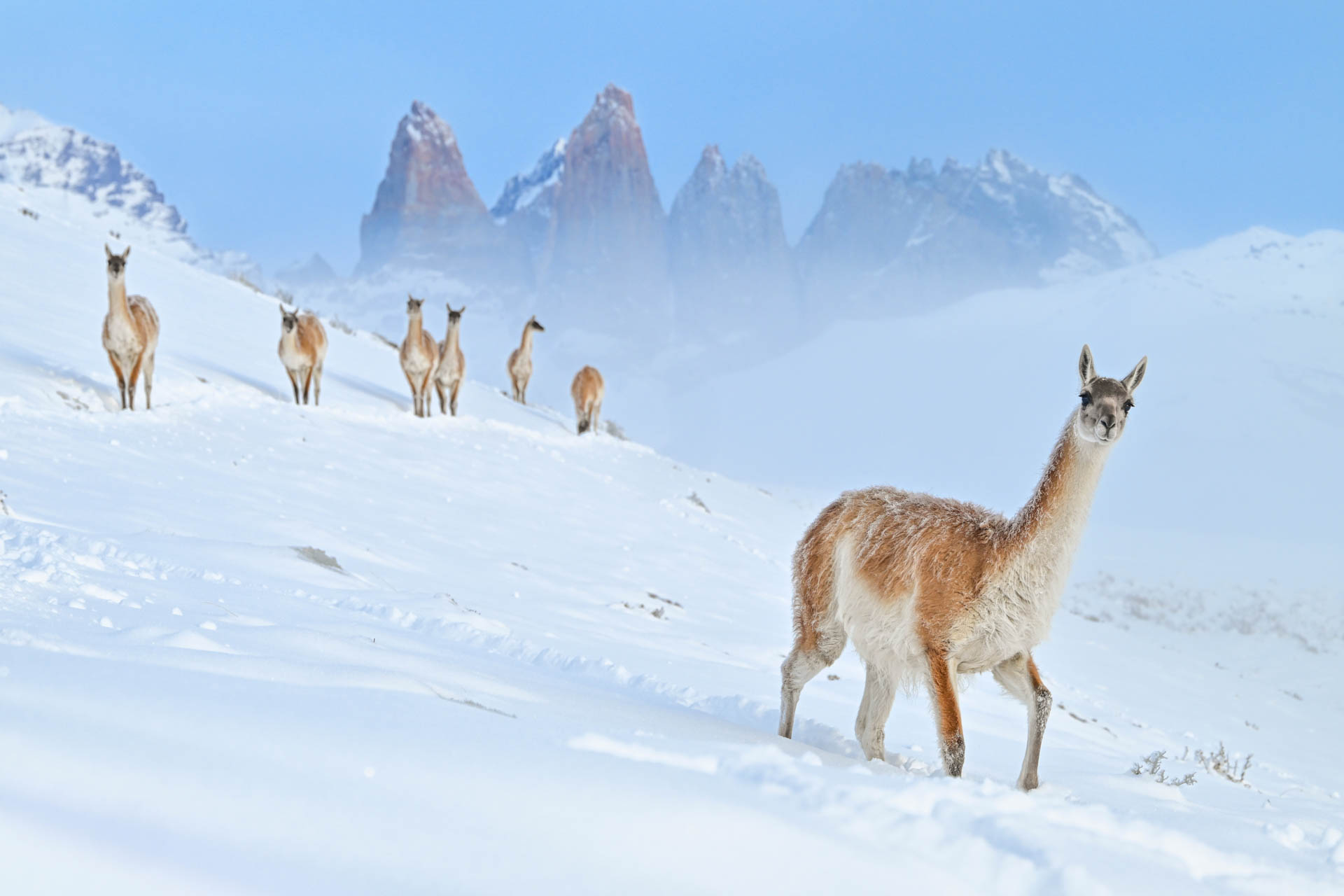 alpaca in a snowy and mountainous area