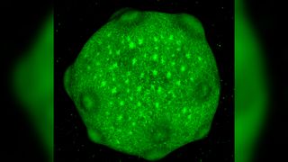 Green fluorescent image showing a relatively spherical brain organoid