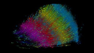 A colorful, rainbow-colored visualization of thousands of neurons from a brain sample combined into a map.