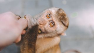 a photo of a macaque looking at the camera as it pokes a banana out of a person's hand