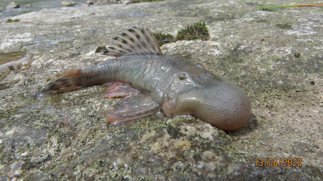 A blue fish with a spiked top and a bulbous head