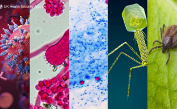 A collage of different viruses and fungi images, as well as a tick on a green leaf