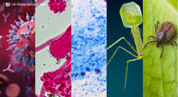 A collage of different viruses and fungi images, as well as a tick on a green leaf