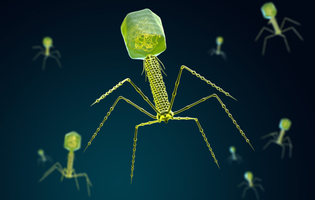 Systematic appearance of bacteriophage