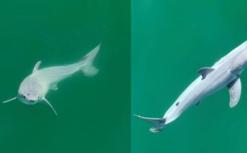 A small green white shark