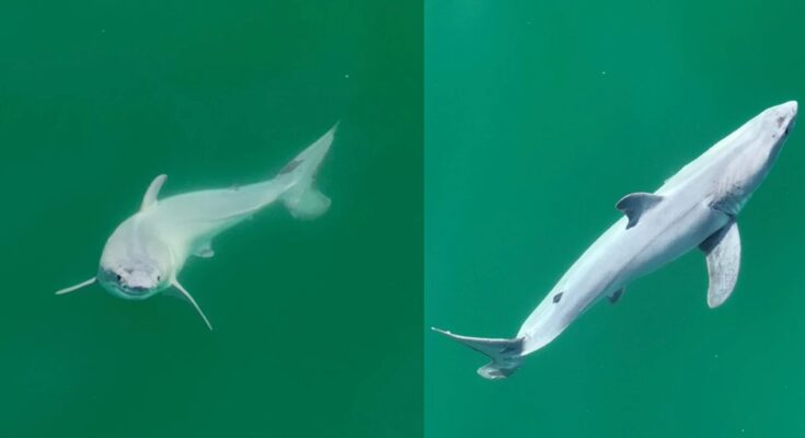 A small green white shark