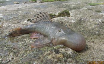 Vampire hedgehog, Pygmy pipehor,