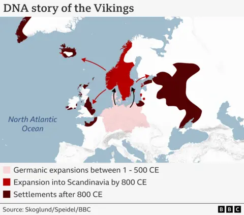 Map of Europe showing three phases of Viking migration based on new DNA evidence: 1. Expansion of German territories to the south between 1 - 500 CE, 2. Migration north to Scandanavia in 800 CE and then to settlements after 800 CE.