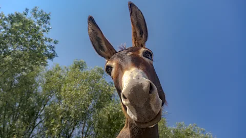 Getty Images A donkey looks into the camera lens and appears to be smiling (Credit: Getty Images)