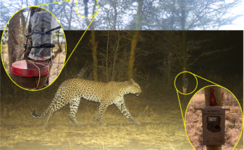 The camera trap diagram has been edited to show the location of the camera trap and the location of the audio recorder. The leopard walks in the middle of the experiment.