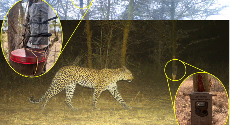 The camera trap diagram has been edited to show the location of the camera trap and the location of the audio recorder. The leopard walks in the middle of the experiment.