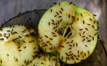 Cut an apple covered with fruit flies.