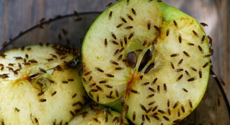 Cut an apple covered with fruit flies.